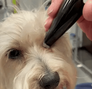 Haarschneider für stressfreies Grooming | Brehn
