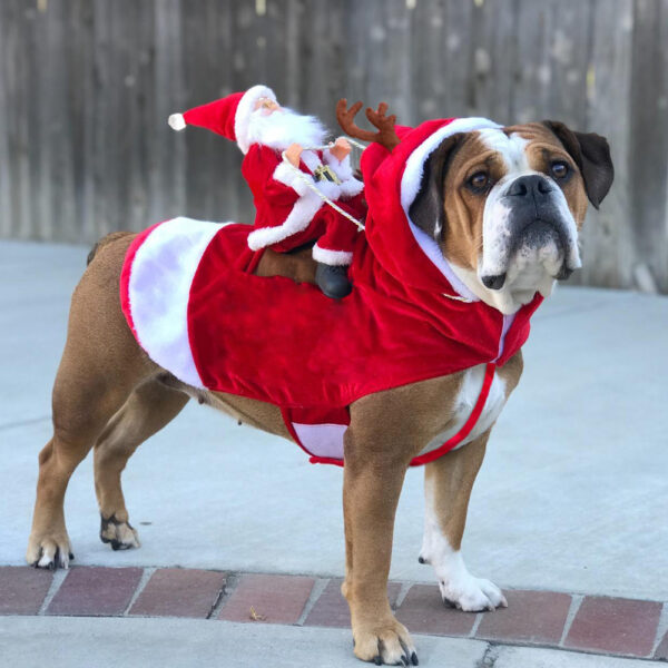 Hund Weihnachtsmann Kostüm | Brehn