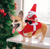 Hund Weihnachtsmann Kostüm | Brehn