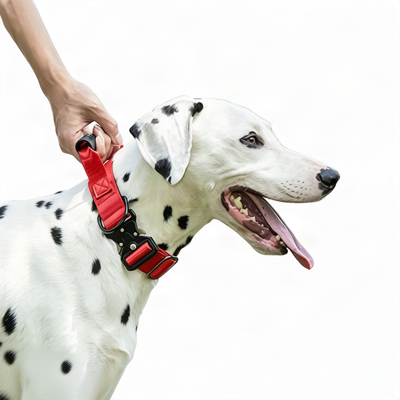 Taktisches Hundehalsband mit Griff
