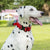 Taktisches Hundehalsband mit Griff