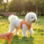 Hundegeschirr aus Stoff mit Leine, XS bis XL