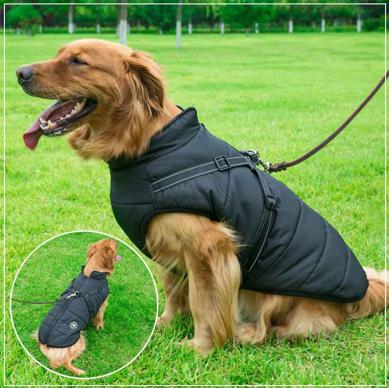 Winter Hundejacke mit Geschirr | Brehn