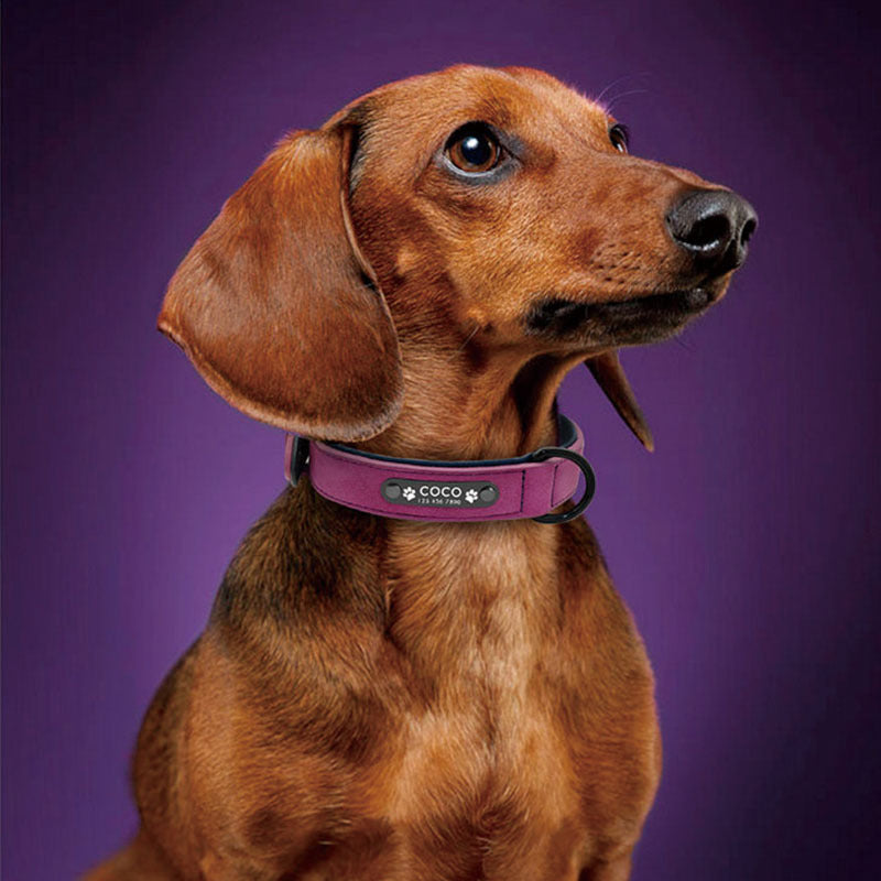 Hundehalsband
