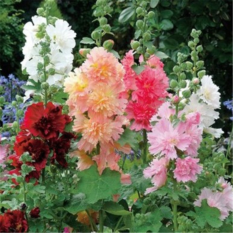 Stockrosensamen, gefüllt, verschiedene Farben