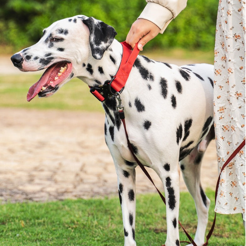 Hundehalsband aus Nylon mit Griff