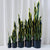 Kunstpflanze Sansevieria, 50 cm, PE