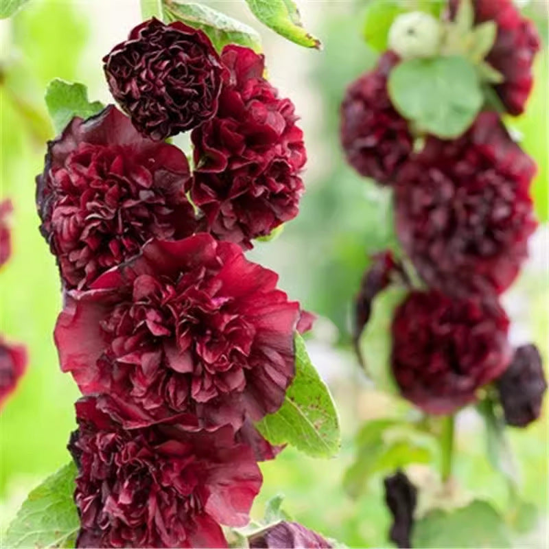 Stockrosensamen, gefüllt, verschiedene Farben