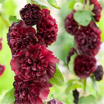 Stockrosensamen, gefüllt, verschiedene Farben