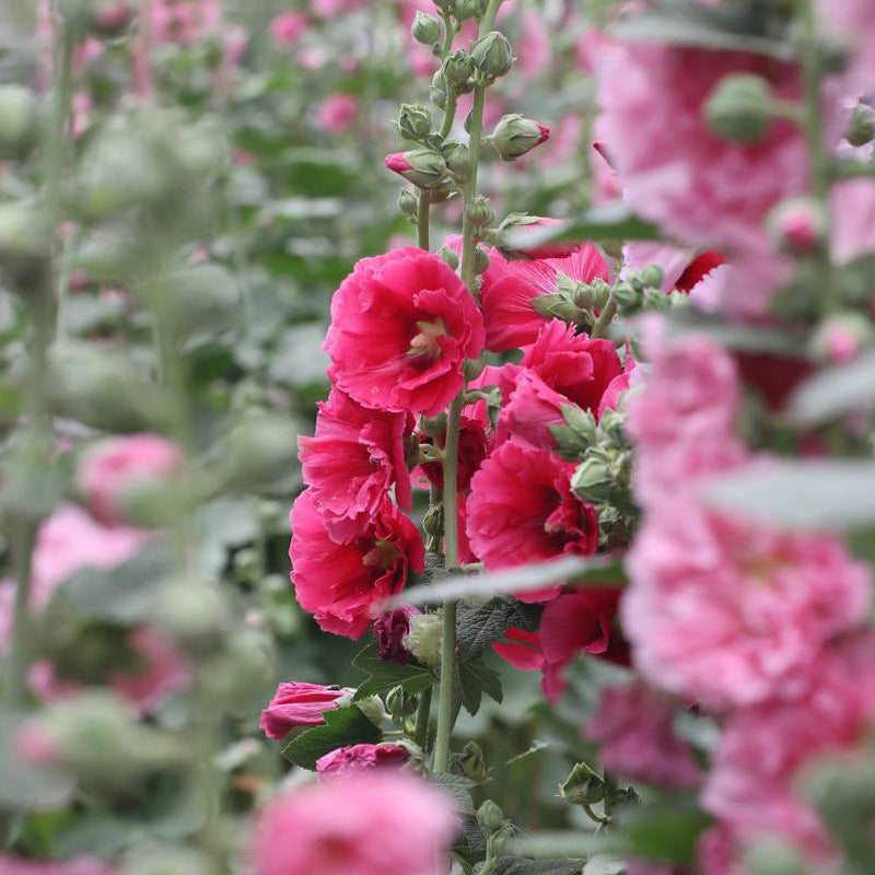 Stockrosensamen, gefüllt, verschiedene Farben