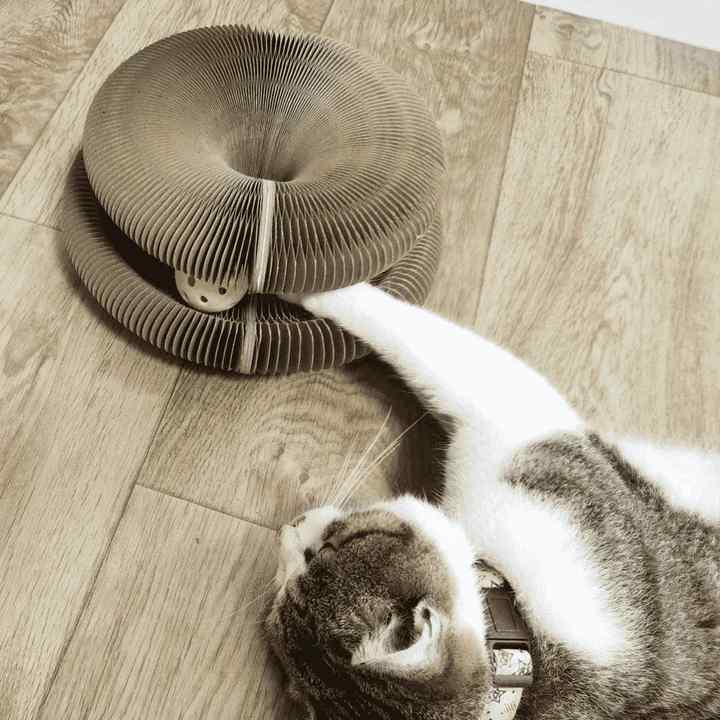 Katzenspielzeug | Brehn