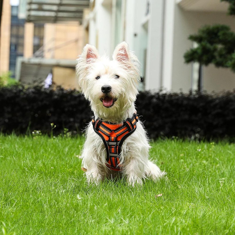 FlexHarness  •  Kein Zieh-Hundegeschirr