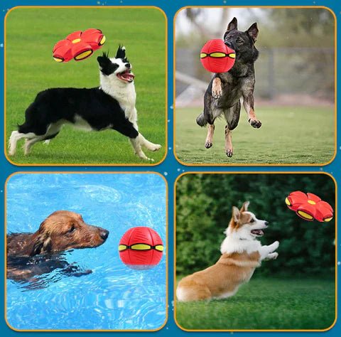 Brehn | BalleChien | Endloser Spaß für Ihren Hund