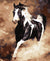 Galloping Horse - Van-Go Malen-nach-Zahlen Set | Brehn