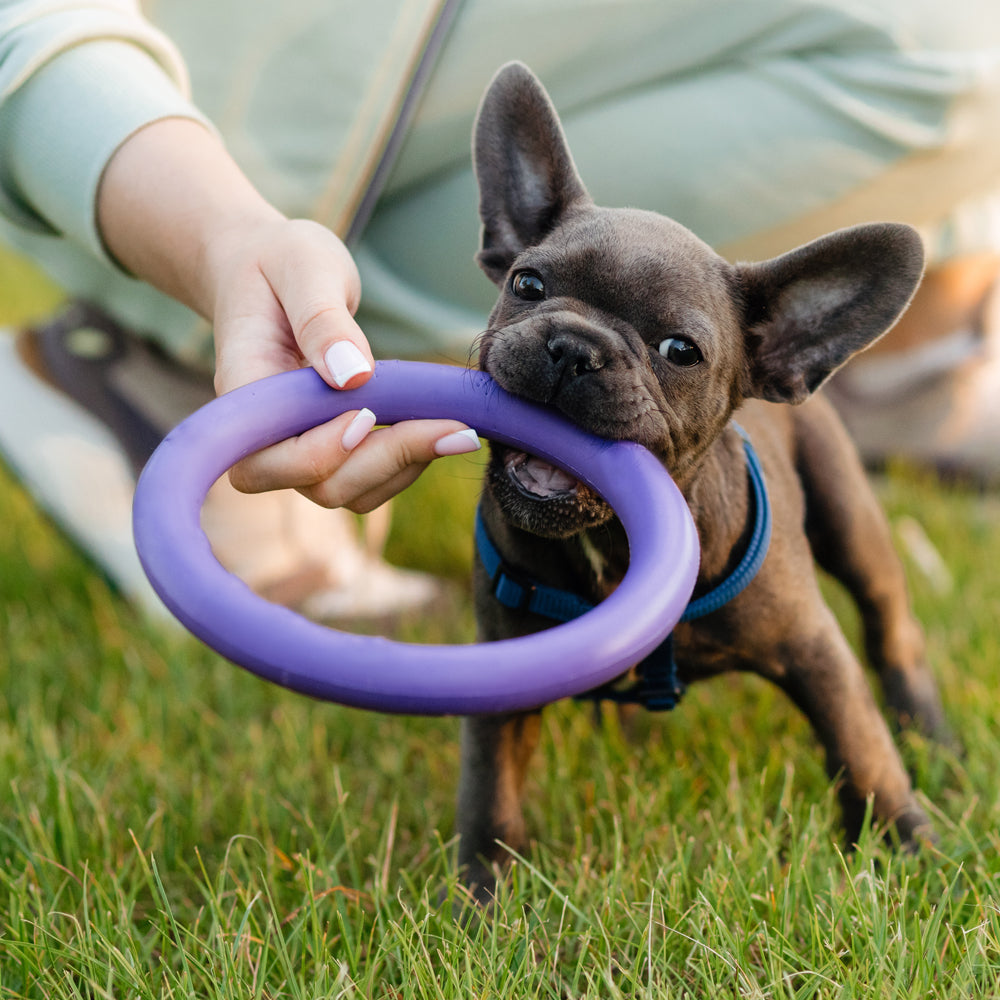 Hunde Anti-Beiß Trainingsring ø9 cm aus Gummi - ass. Farben | Brehn