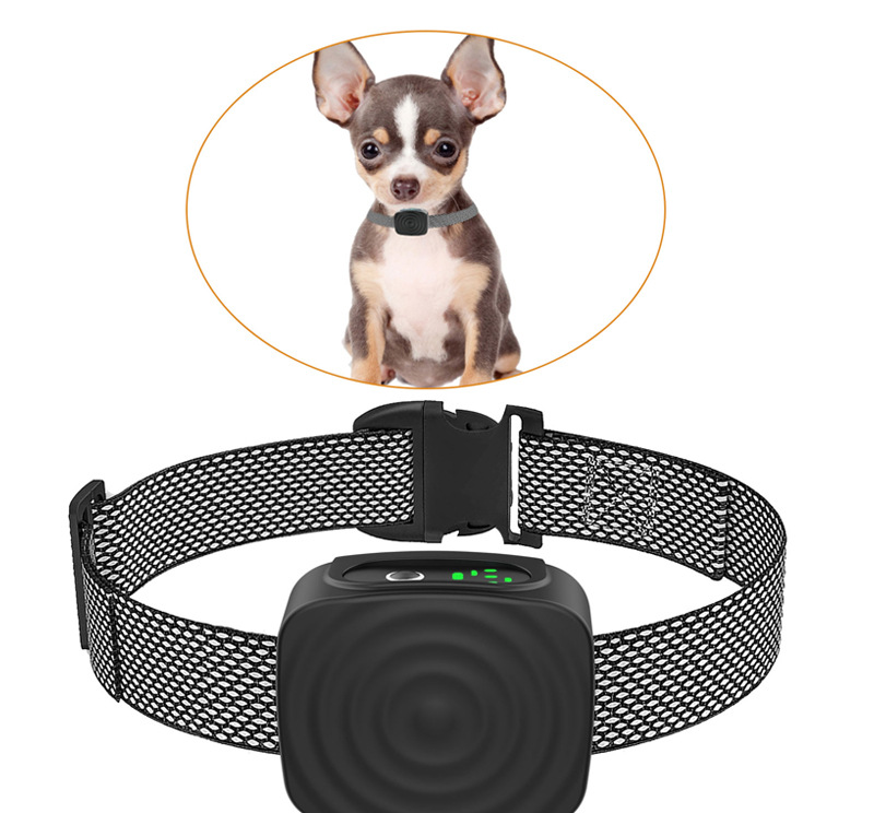 Antibellhalsband für kleine Hunde