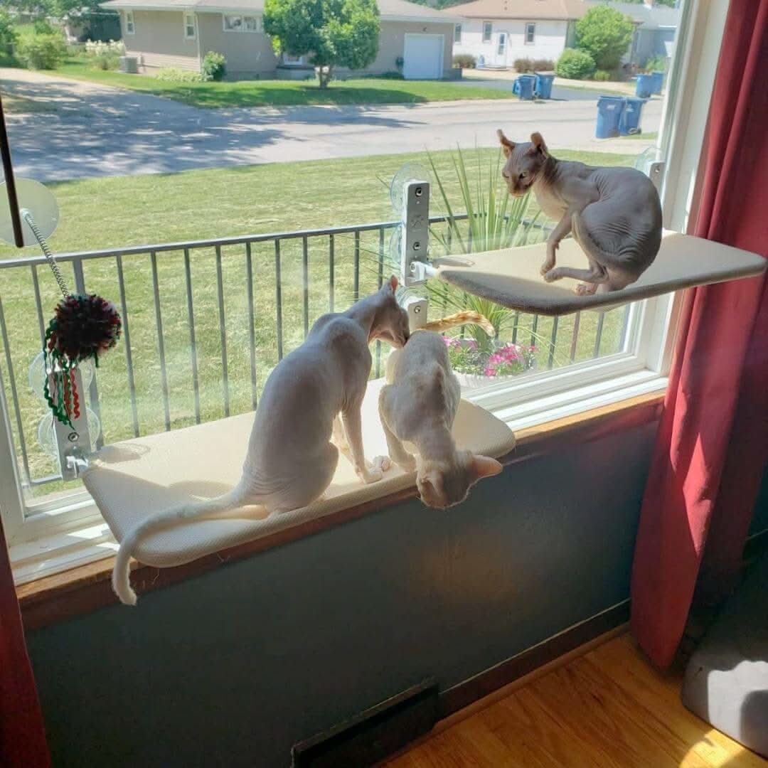 PAWPERCH – Faltbare Fensterhängematte für Katzen mit Aussicht und Komfort
