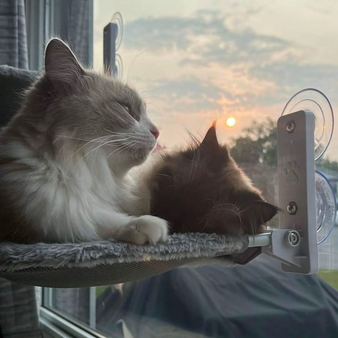 PAWPERCH – Faltbare Fensterhängematte für Katzen mit Aussicht und Komfort