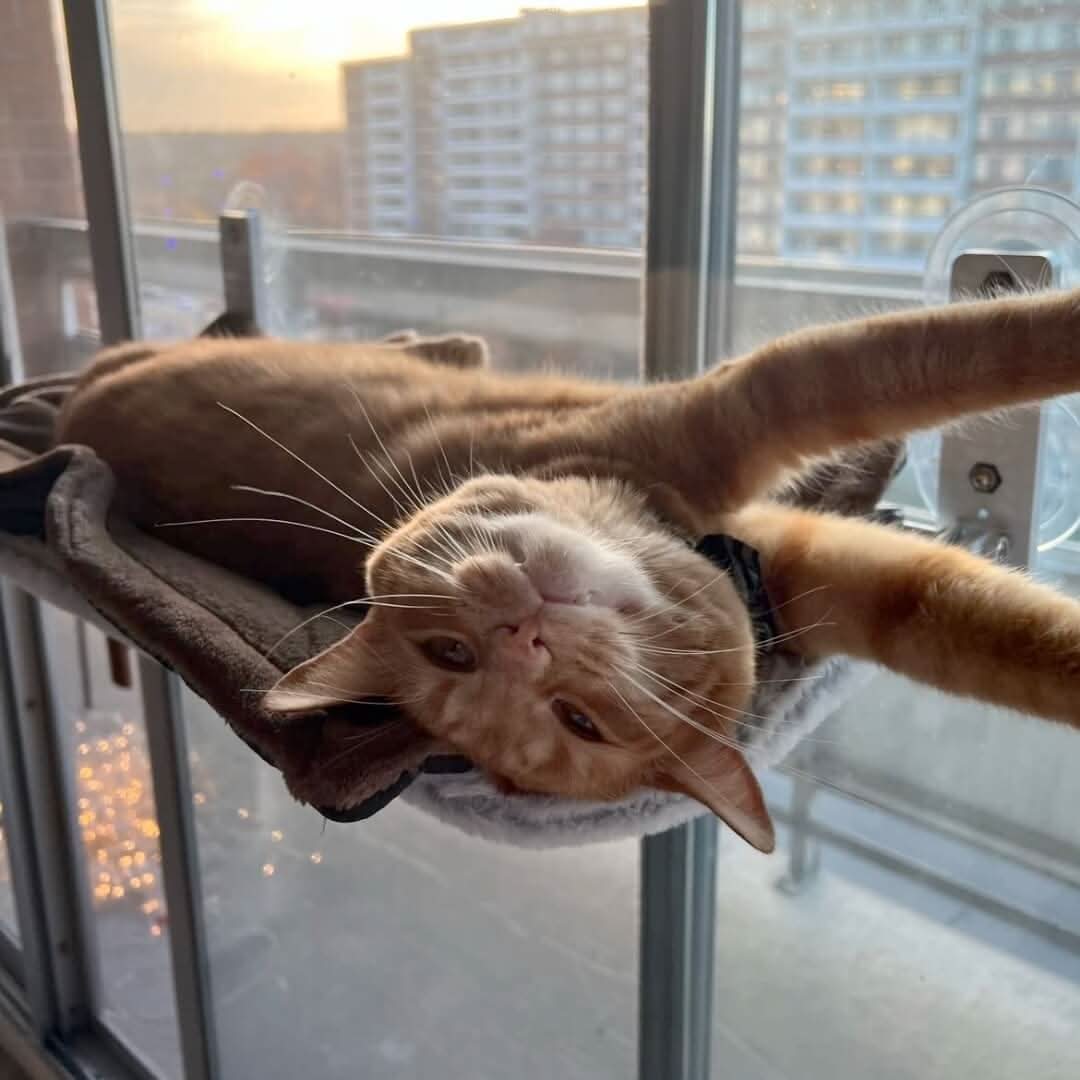 PAWPERCH – Faltbare Fensterhängematte für Katzen mit Aussicht und Komfort