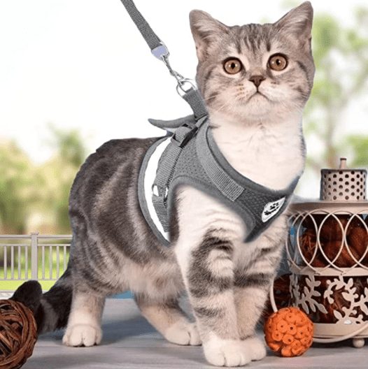 ABENTEUER-KABELJAU – Ausbruchsicheres Katzengeschirr mit Leine und reflektierenden Elementen