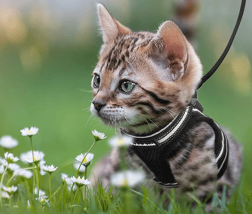 Ausbruchsicheres Katzengeschirr mit reflektierenden Details