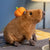 Brehn | Biscuit der Derpy Capybara Plüsch
