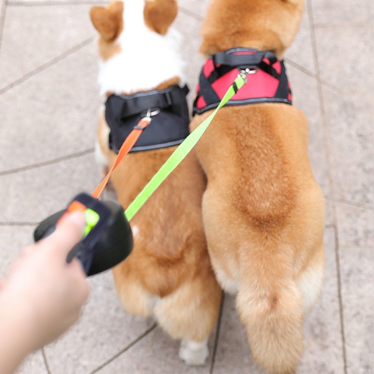 DuoLijn LED Dual Retractable Leine für Hunde und Katzen mit 360° Rotationsmechanismus 3 Meter | Brehn