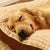 Brehn | PawSupport Komfort