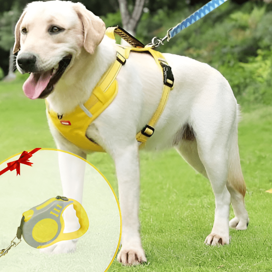 DogGrip Spazieren Sie mit Ihrem Hund sicher | Brehn