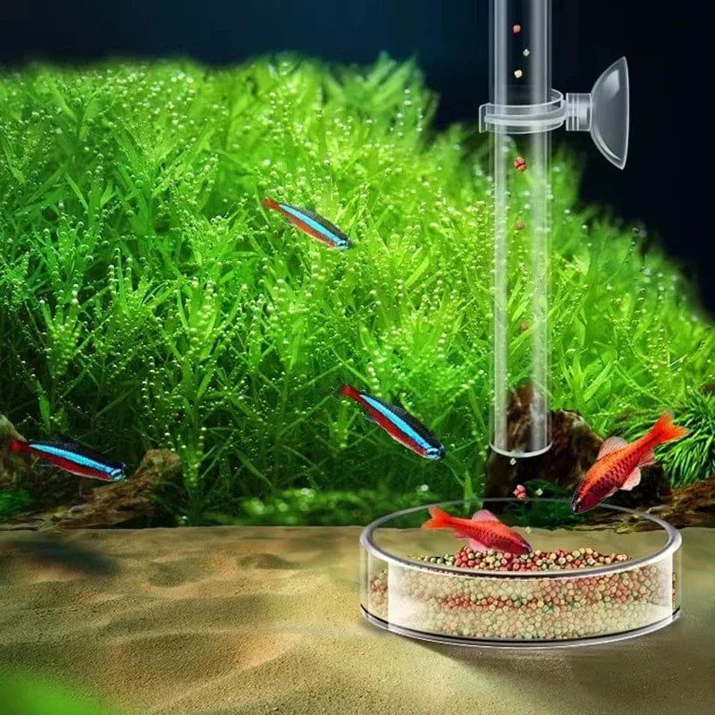 Acryl-Aquarium-Futterrohr-Schüssel Transparenter Fischtank Garnelen Schnecke Garnelenfutter-Futterschüssel Aquarium-Fütterungszubehör | Brehn
