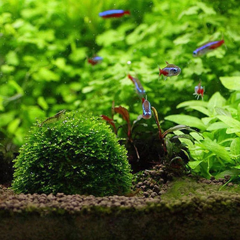 1pc Aquatische Haustierbedarf Dekorationen Aquarium Moosball lebende Pflanzen Filter für Java-Garnelen Fischtank Haustier Fischtank Dekor | Brehn