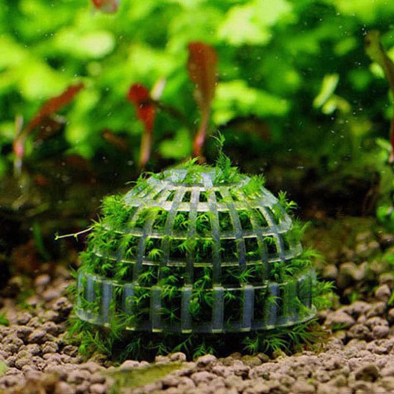 1pc Aquatische Haustierbedarf Dekorationen Aquarium Moosball lebende Pflanzen Filter für Java-Garnelen Fischtank Haustier Fischtank Dekor | Brehn