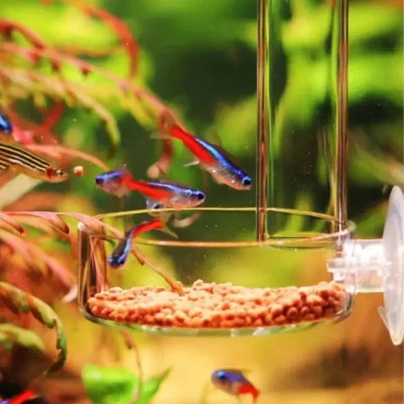 Verdickte Glas-Aquarium-Futterrohr-Schale Transparente Fischtank Garnelen Schnecken Futter Schüssel Aquarium Fischfütterungszubehör | Brehn