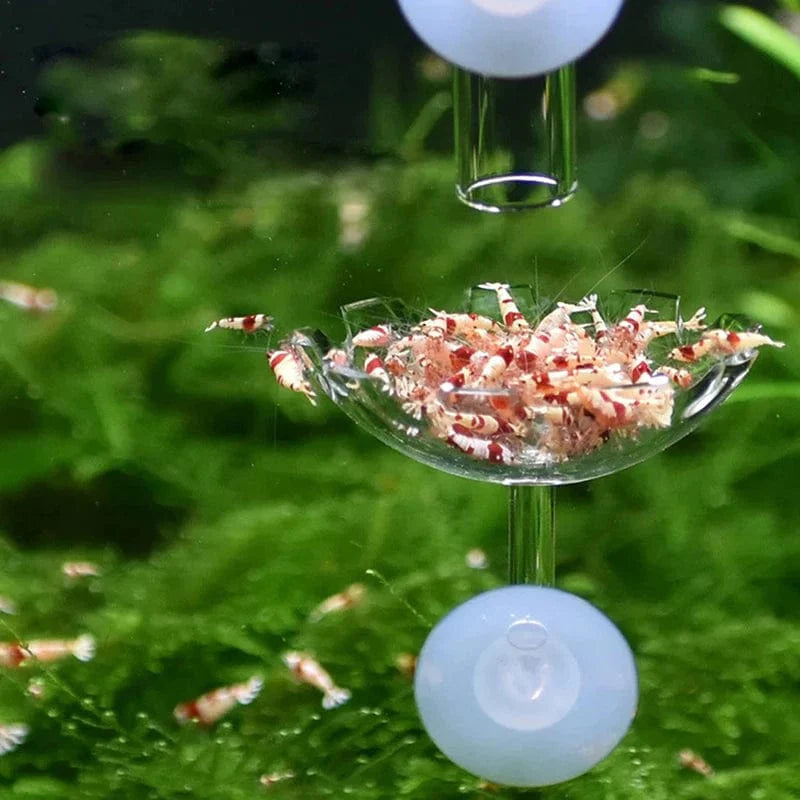 Shrimp Feeder Dish Shrimp Feed Dish Aquarium Fish Tank Shrimp Food Bowl Feeding Clear Glass Feeding Tube Dish Suction Accessory | Brehn