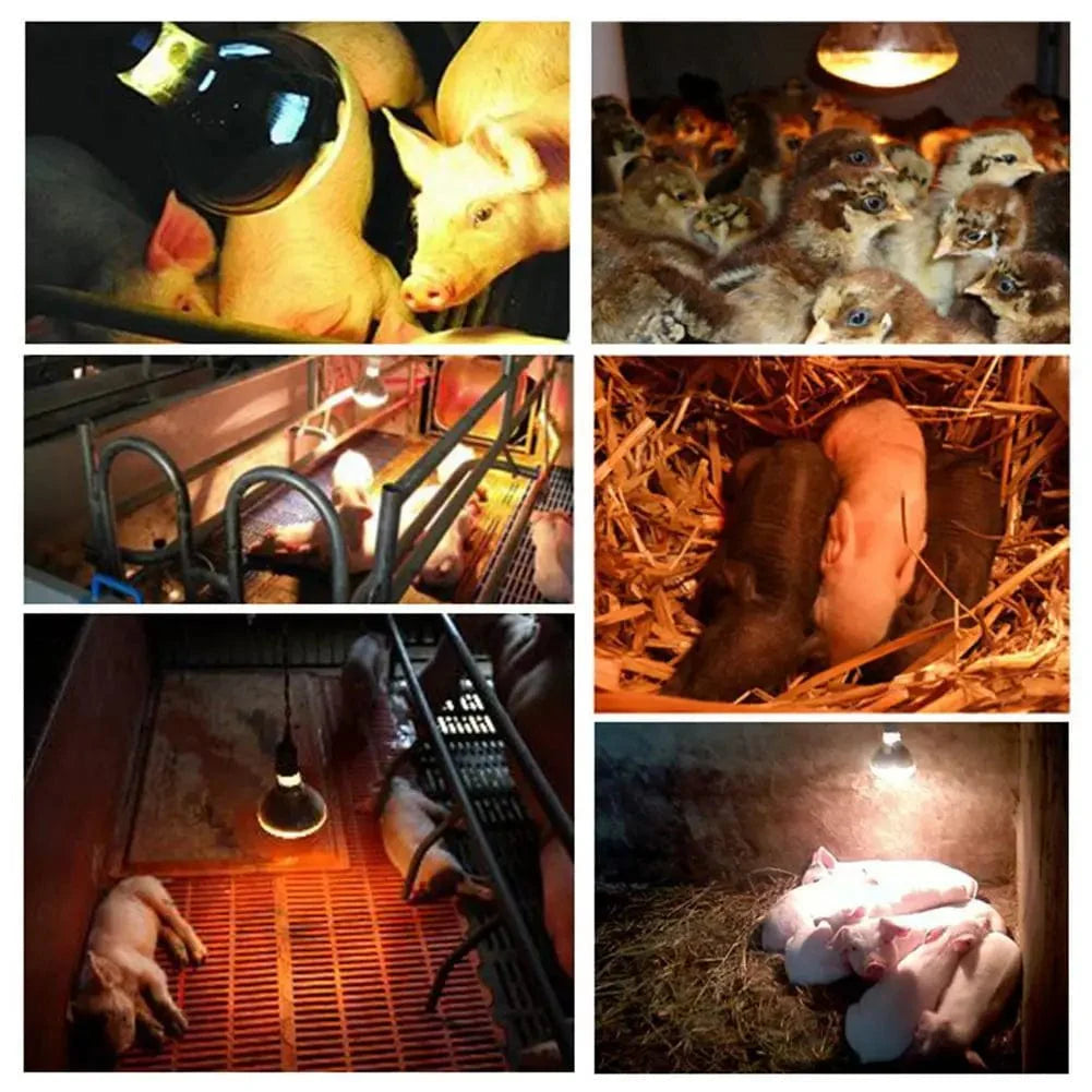 Farm Thermal Light Preservation Reptilienlebensraumlichter Hühner Infrarot Heizlicht Infrarotlampe Brutheizung Kükenlampe | Brehn