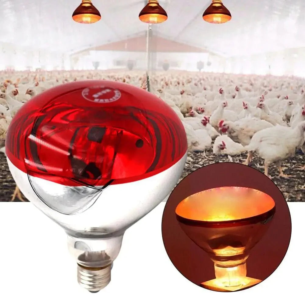 Farm Thermal Light Preservation Reptilienlebensraumlichter Hühner Infrarot Heizlicht Infrarotlampe Brutheizung Kükenlampe | Brehn