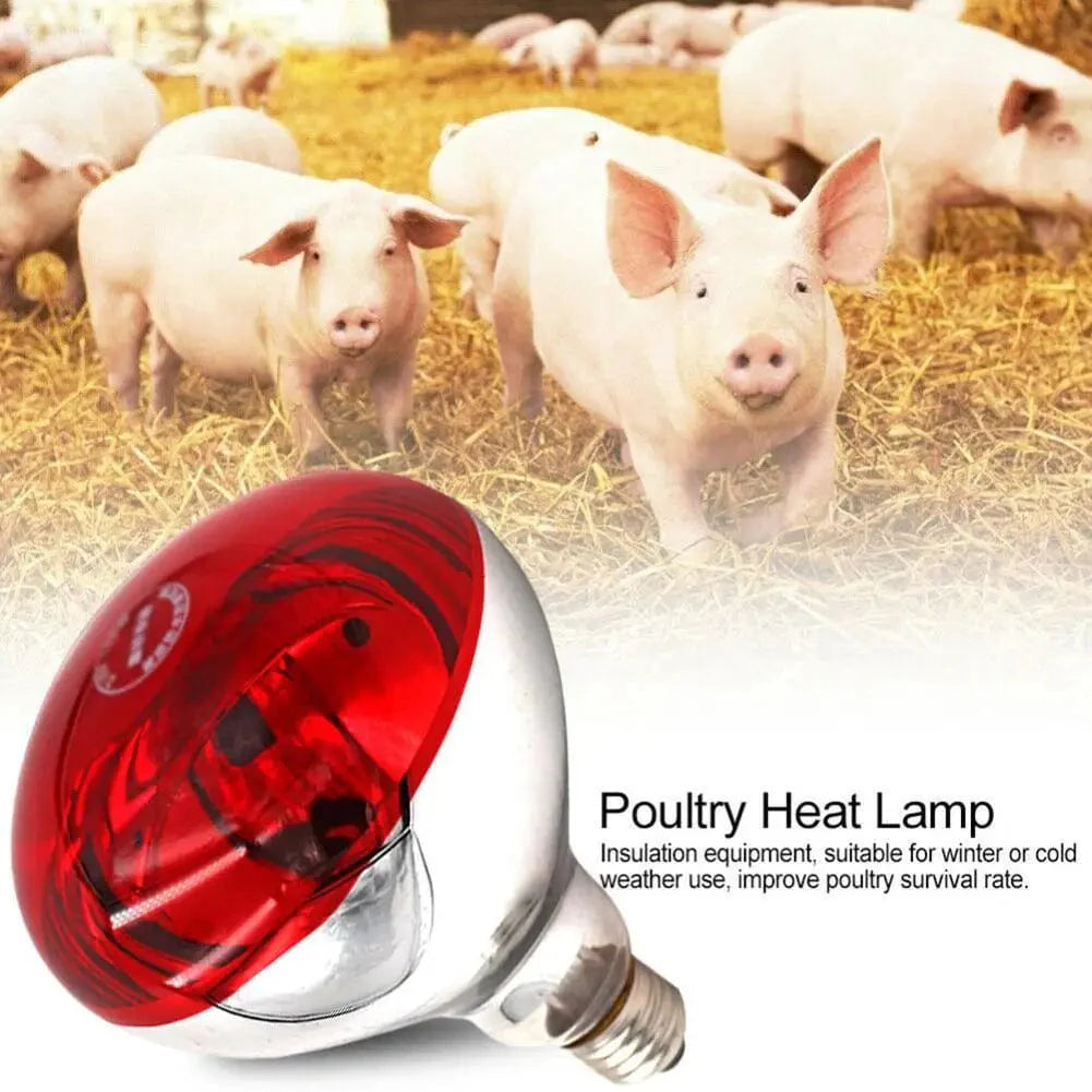 Farm Thermal Light Preservation Reptilienlebensraumlichter Hühner Infrarot Heizlicht Infrarotlampe Brutheizung Kükenlampe | Brehn