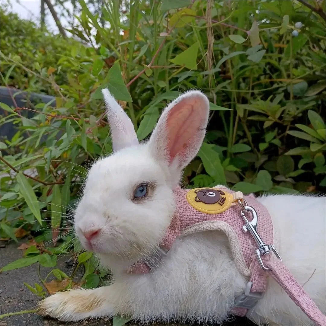 Neueste niedliche Kaninchen-Harness- und Leinen-Set Kaninchenhaustieraccessoires Weste Harnesses Kaninchenleinen für Outdoor-Spaziergänge Haustierzubehör | Brehn