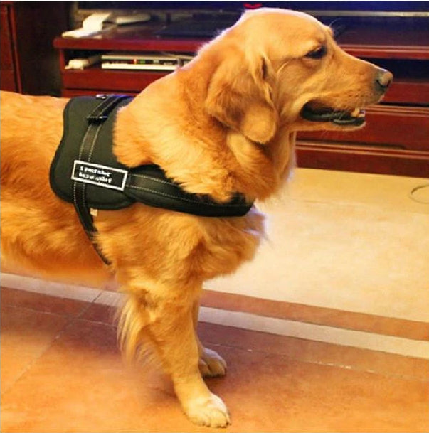 Hundegeschirr zum Spazierengehen | Brehn