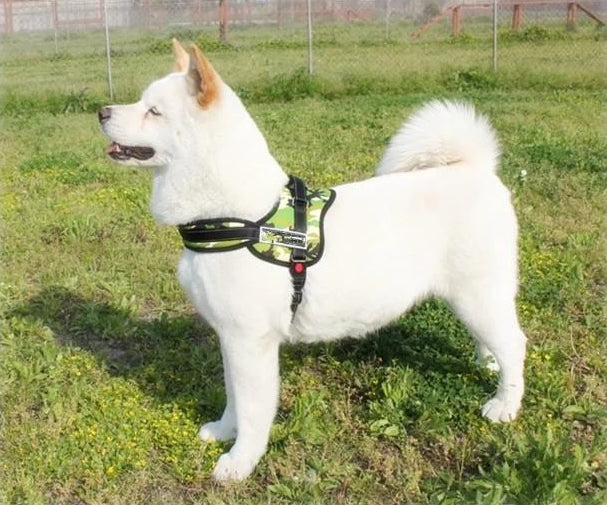 Hundegeschirr zum Spazierengehen | Brehn