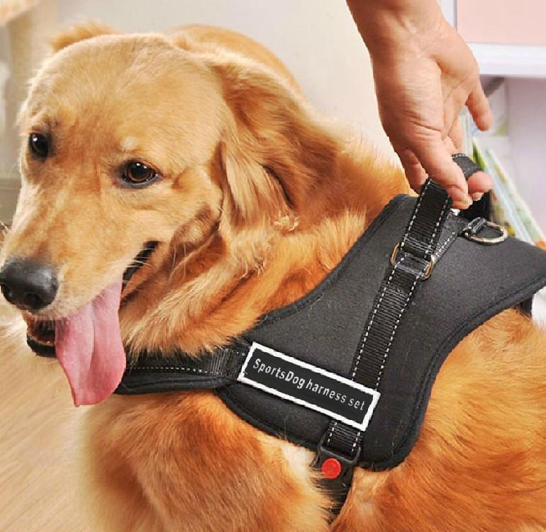 Hundegeschirr zum Spazierengehen | Brehn