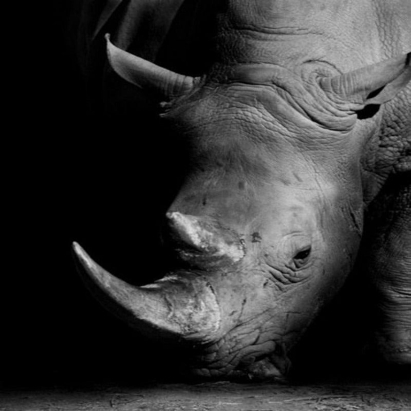 Natur, Tierwelt Afrikas, Wildtiere, Schwarz-Weiß - Leinwandbild
