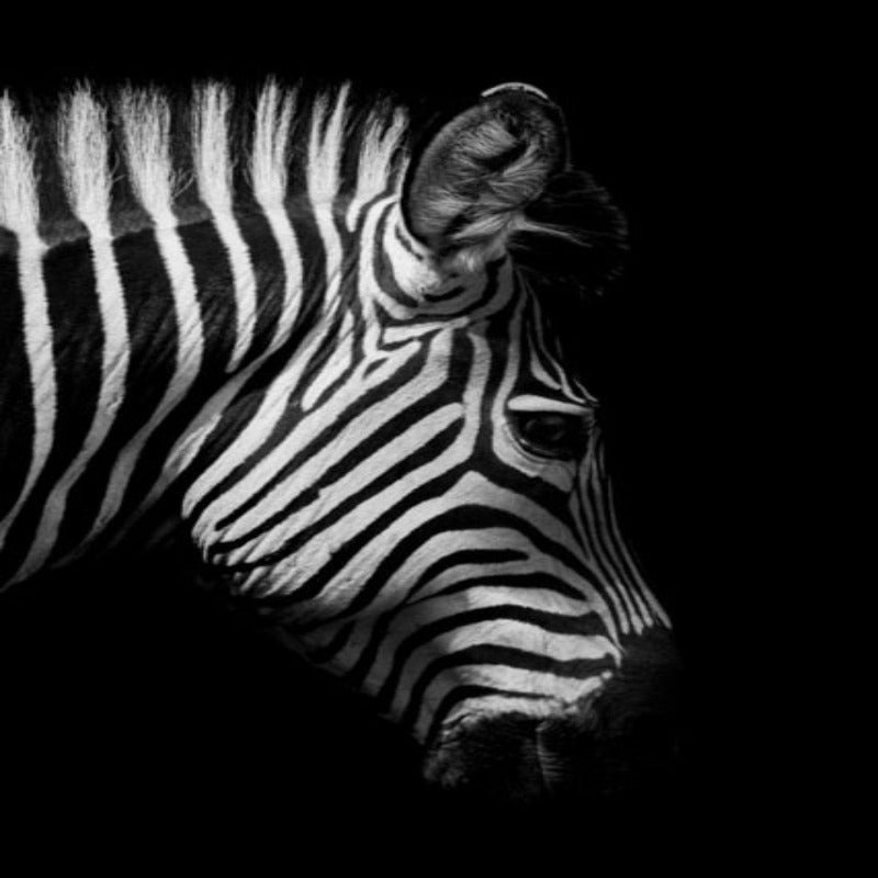 Natur, Tierwelt Afrikas, Wildtiere, Schwarz-Weiß - Leinwandbild