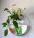 Wandmontierter Transparenter Fischtank Brehnumenvasen | Brehn