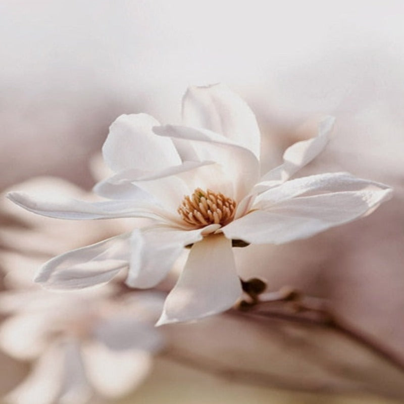 Moderne rosa Blumenskizze – Leinwandbild