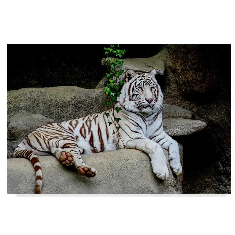 Liegender Weißer Tiger - Leinwand Wandkunst Gemälde