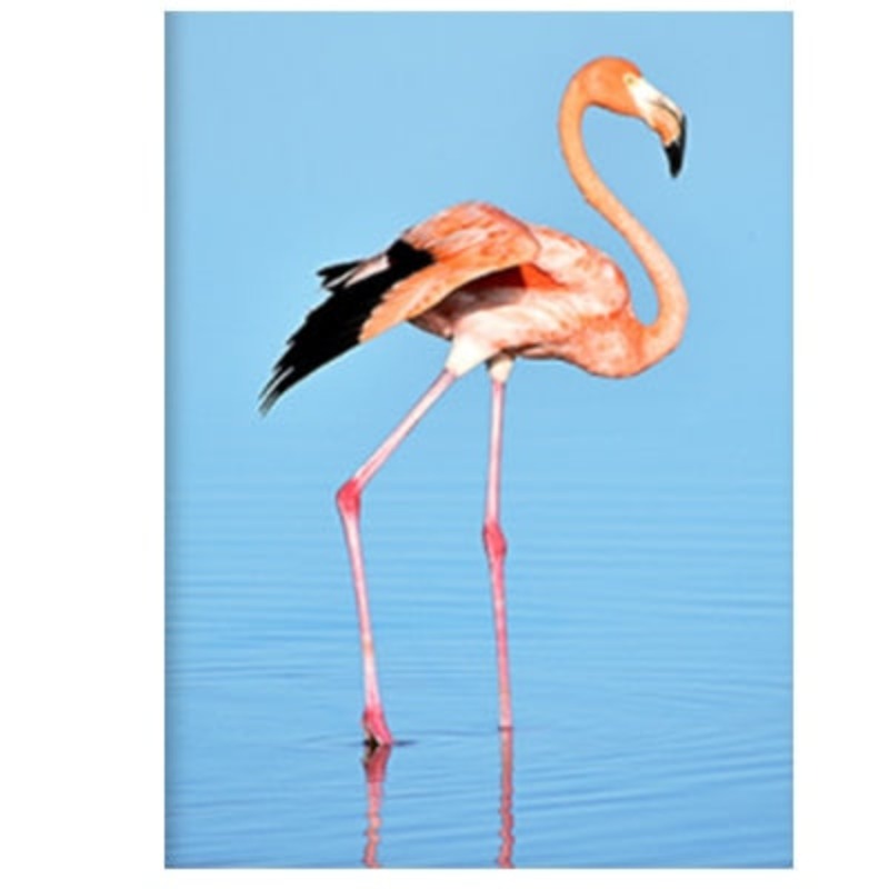 Flamingo In Seascape - Leinwand Wandkunst Malerei