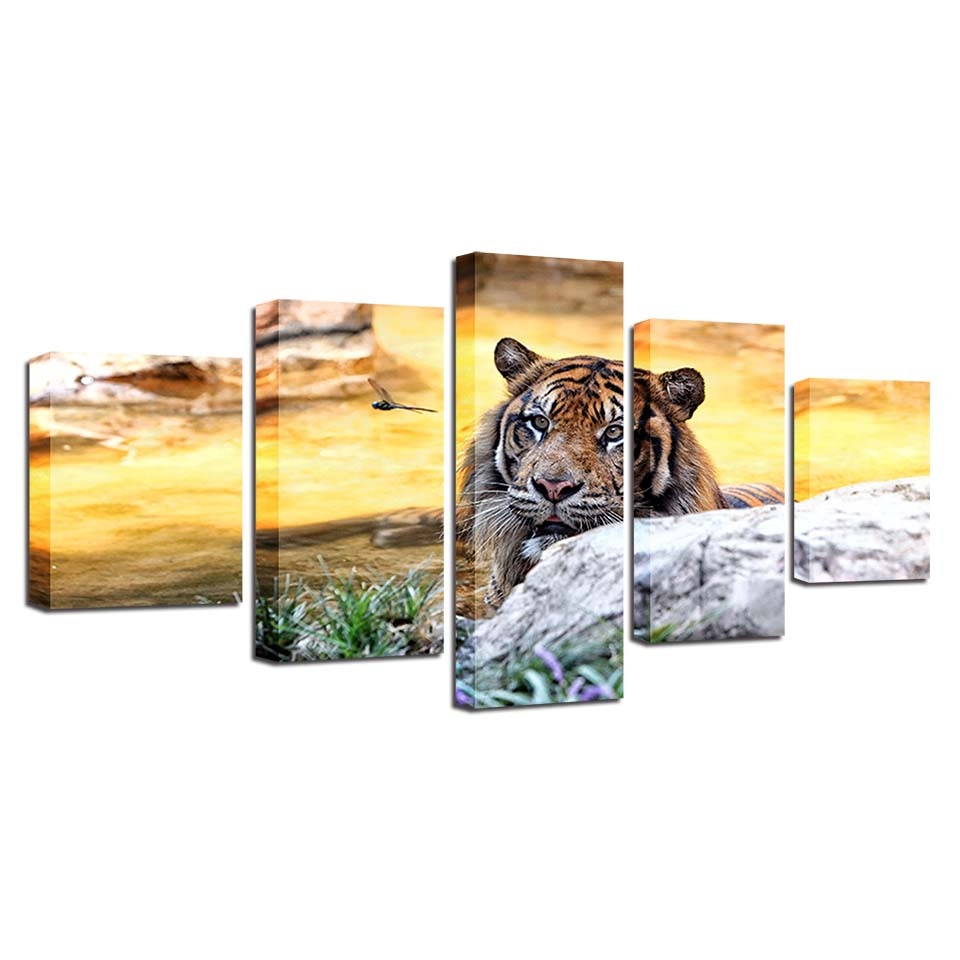 Sonnenuntergang, Tiger – Leinwandbild