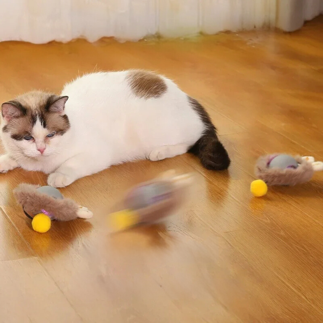 Interaktives Plüschspielzeugball für Katzen | Brehn