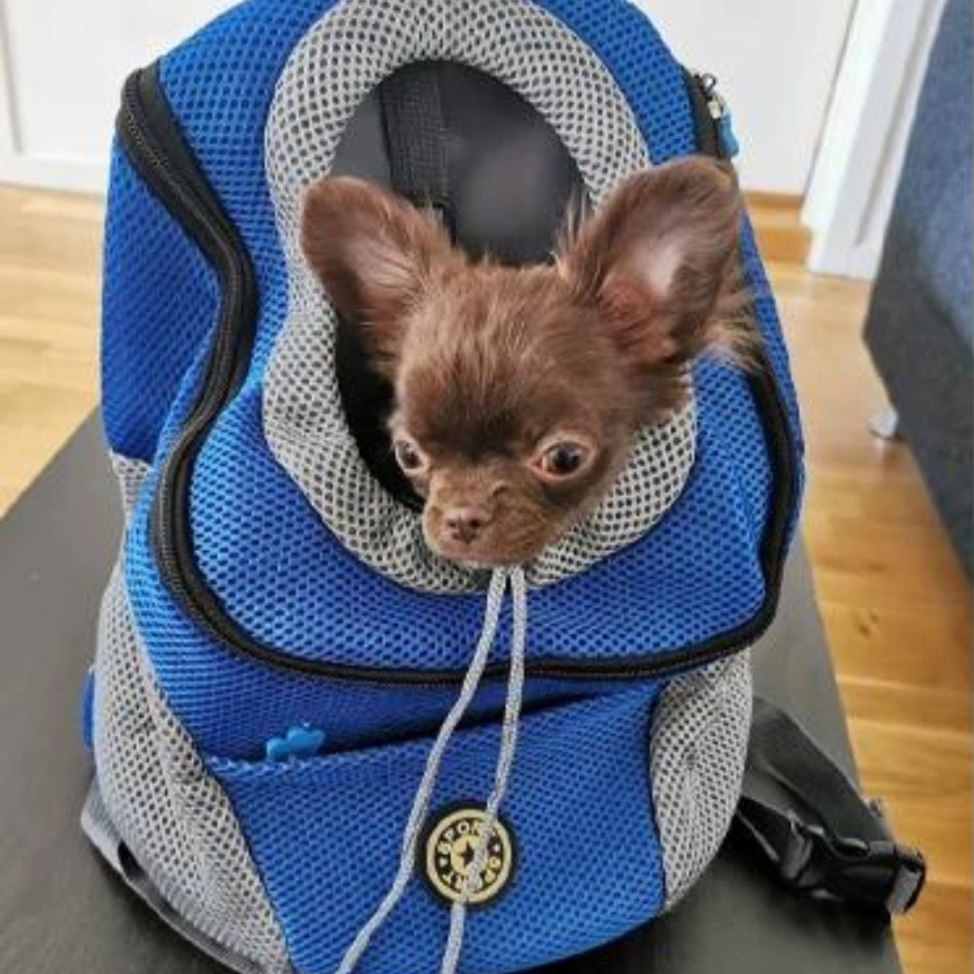 Brehn | PawCarry – Gemeinsam überall unterwegs